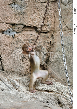 鎖で遊ぶアカゲザルの子供 鎖で遊ぶアカゲザルの子供 136348568