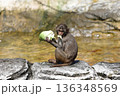 座ってキャベツを食べるアカゲザルの仔 136348569