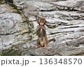 座ったカメラ目線のアカゲザルの子供 136348570