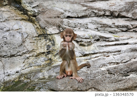 座ったカメラ目線のアカゲザルの子供 136348570