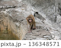四つん這いで歩いて向かって来るアカゲザルの仔 136348571