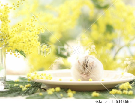 ミモザがと毛づくろいするハムスター 136348666