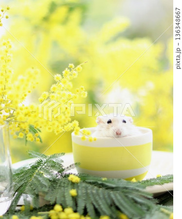 ミモザとお茶碗に入ってるハムスター 136348667