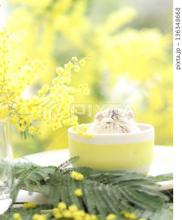 ミモザを観賞するハムスター 136348668