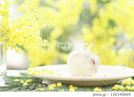 ミモザとまんまるハムスター 136348669