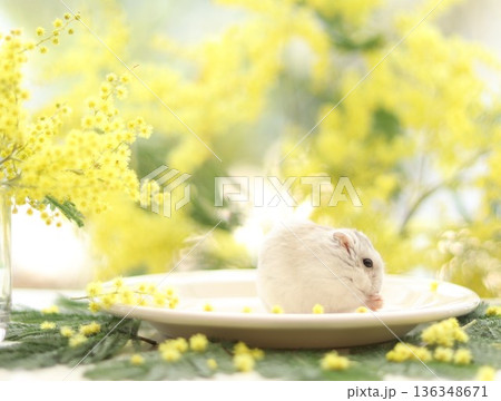 ミモザとハムスター 136348671