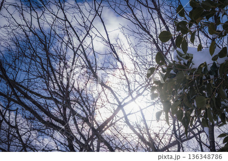 生命力を感じる冬の植物：太陽の光に透ける鮮やかな葉 136348786