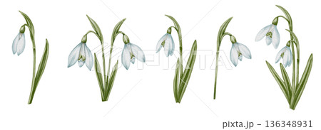 Snowdrop watercolor hand drawn flower and green leaves. Collection of spring flowers Galanthus. Concept spring, primrose, easter, botanical illustration. clipart for cards Snowdrop watercolor hand drawn flower and green leaves. Collection of spring flowers Galanthus. Concept spring, primrose, easter, botanical illustration. clipart for cards 136348931