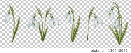 Snowdrop watercolor hand drawn flower and green leaves. Collection of spring flowers Galanthus. Concept spring, primrose, easter, botanical illustration. clipart for cards Snowdrop watercolor hand drawn flower and green leaves. Collection of spring flowers Galanthus. Concept spring, primrose, easter, botanical illustration. clipart for cards 136348931