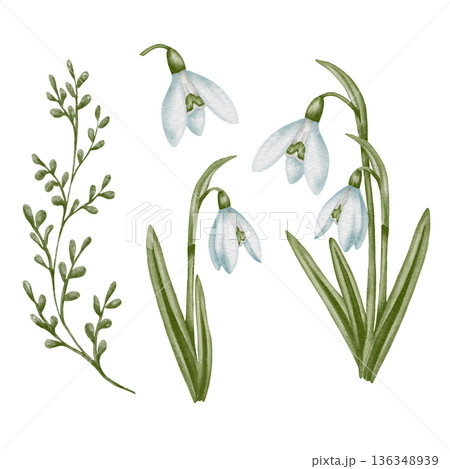 Snowdrop watercolor hand drawn flower and green leaves. Collection of spring flowers Galanthus. Concept spring, primrose, easter, botanical illustration. clipart for cards 136348939