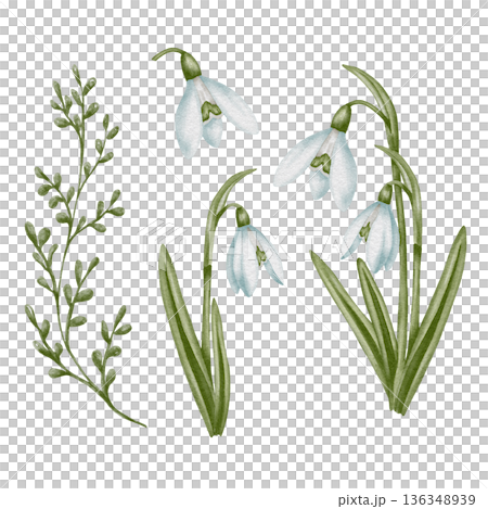 Snowdrop watercolor hand drawn flower and green leaves. Collection of spring flowers Galanthus. Concept spring, primrose, easter, botanical illustration. clipart for cards 136348939