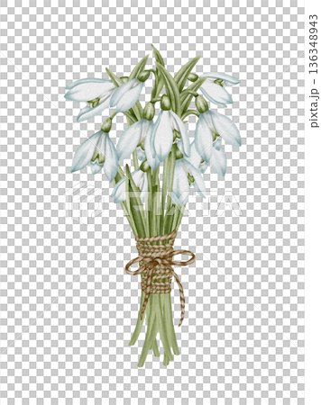 Snowdrop watercolor hand drawn flower and green leaves. Collection of spring flowers Galanthus. Concept spring, primrose, easter, botanical illustration. clipart for cards Snowdrop watercolor hand drawn flower and green leaves. Collection of spring flowers Galanthus. Concept spring, primrose, easter, botanical illustration. clipart for cards 136348943