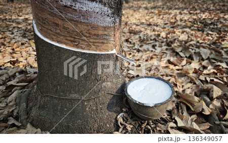 Rubber plantations with rubber latex in bowl extracted from rubber tree plantation agriculture of asian for natural latex 136349057