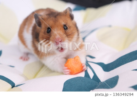 ハムスターとにんじん 136349294