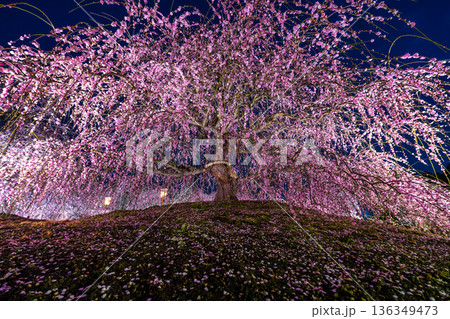 鈴鹿の森庭園 夜間ライトアップに輝く満開のしだれ梅 三重県 136349473