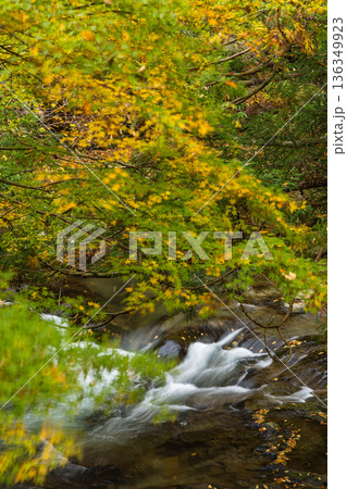 日本　島根県雲南市掛合町にある龍頭八重滝の一つ、猿飛滝の紅葉した木々 136349923