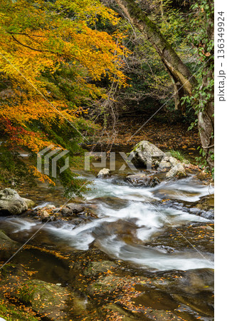 日本 島根県雲南市掛合町にある龍頭八重滝の一つ、猿飛滝の紅葉した木々 日本 島根県雲南市掛合町にある龍頭八重滝の一つ、猿飛滝の紅葉した木々 136349924