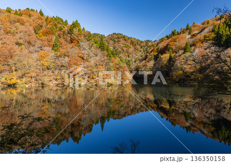 日本　鳥取県八頭郡智頭町の芦津渓谷にある三滝ダムの湖面に映る紅葉した木々 136350158