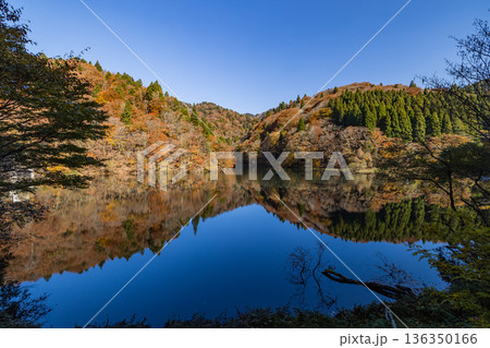日本　鳥取県八頭郡智頭町の芦津渓谷にある三滝ダムの湖面に映る紅葉した木々 136350166