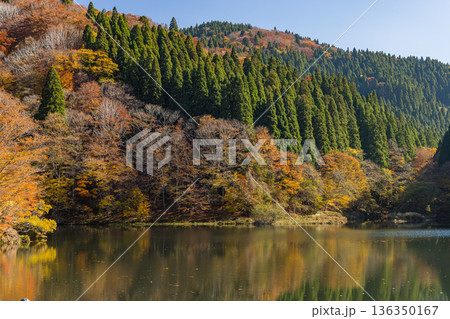 日本 鳥取県八頭郡智頭町の芦津渓谷にある三滝ダムの湖面に映る紅葉した木々 日本 鳥取県八頭郡智頭町の芦津渓谷にある三滝ダムの湖面に映る紅葉した木々 136350167