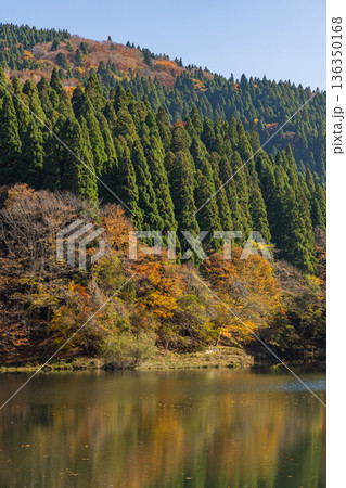 日本 鳥取県八頭郡智頭町の芦津渓谷にある三滝ダムの湖面に映る紅葉した木々 日本 鳥取県八頭郡智頭町の芦津渓谷にある三滝ダムの湖面に映る紅葉した木々 136350168