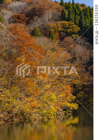 日本 鳥取県八頭郡智頭町の芦津渓谷にある三滝ダムの湖面に映る紅葉した木々 日本 鳥取県八頭郡智頭町の芦津渓谷にある三滝ダムの湖面に映る紅葉した木々 136350169