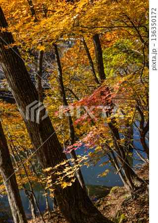 日本　鳥取県八頭郡智頭町の芦津渓谷にある三滝ダムの紅葉した木々 136350172