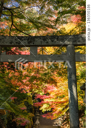 日本　鳥取県八頭郡智頭町にある諏訪神社の鳥居と紅葉した木々 136350186