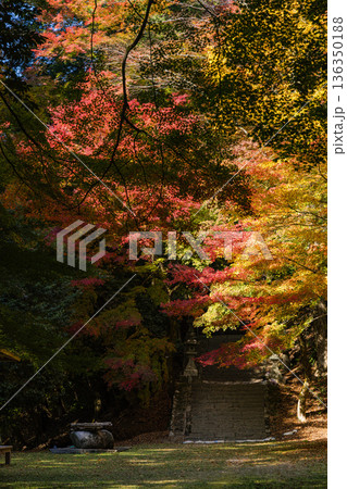 日本 鳥取県八頭郡智頭町にある諏訪神社の紅葉した木々 日本 鳥取県八頭郡智頭町にある諏訪神社の紅葉した木々 136350188
