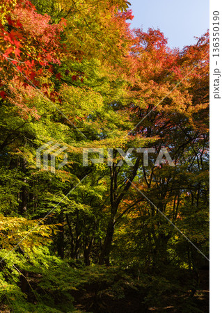 日本　鳥取県八頭郡智頭町にある諏訪神社の紅葉した木々 136350190