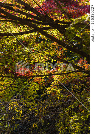 日本　鳥取県八頭郡智頭町にある石谷家住宅の裏門の紅葉 136350227