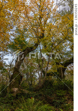 日本 鳥取県日野郡江府町にある木谷沢渓流の紅葉した木々 日本 鳥取県日野郡江府町にある木谷沢渓流の紅葉した木々 136350245