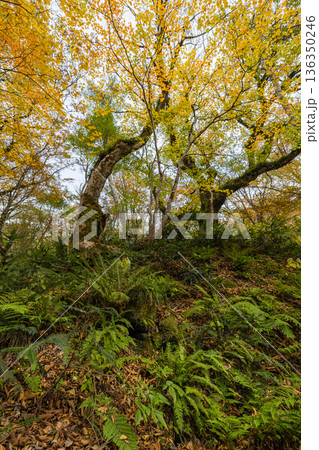日本　鳥取県日野郡江府町にある木谷沢渓流の紅葉した木々 136350246
