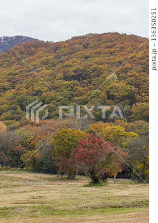 日本 鳥取県日野郡江府町にある奥大山スキー場の紅葉した木々 日本 鳥取県日野郡江府町にある奥大山スキー場の紅葉した木々 136350251