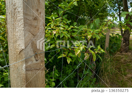 Rural boundary scene, Wooden post accompanied by barbed wire and moss Rural boundary scene, Wooden post accompanied by barbed wire and moss 136350275