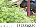 草むらの物陰からこちらを見つめる猫 136350280