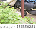 草むらの物陰からこちらを見つめる猫 136350281