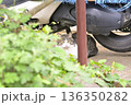 草むらの物陰からこちらを見つめる猫 136350282