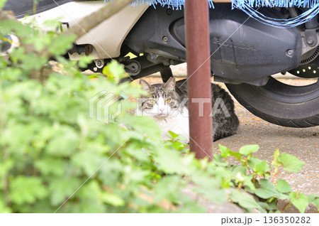 草むらの物陰からこちらを見つめる猫 136350282