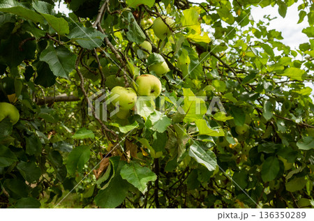 Seasonal crop with vibrant foliage and nourishing farm essence 136350289