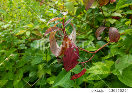 Serene garden scene with mottled leaves and textured veins Serene garden scene with mottled leaves and textured veins 136350294