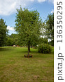 Serene single tree surrounded by soft grass and circular seat 136350295