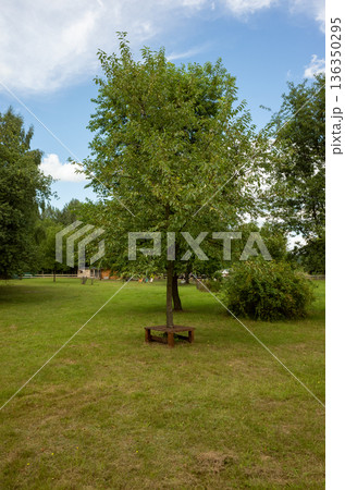 Serene single tree surrounded by soft grass and circular seat Serene single tree surrounded by soft grass and circular seat 136350295