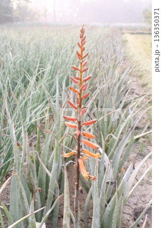 aloe vera leaf and onion plant on farm for harvest 136350371