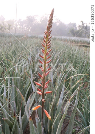 aloe vera leaf and onion plant on farm for harvest 136350373