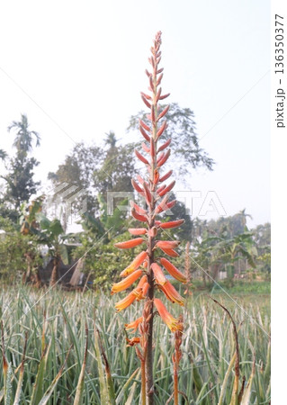 aloe vera leaf and onion plant on farm for harvest 136350377