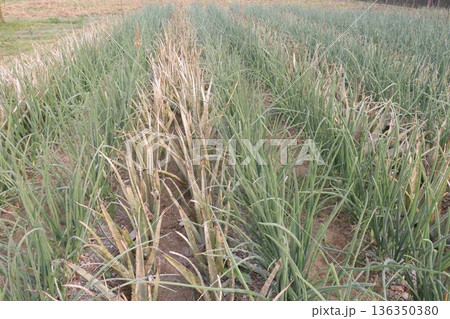 aloe vera leaf and onion plant on farm for harvest 136350380