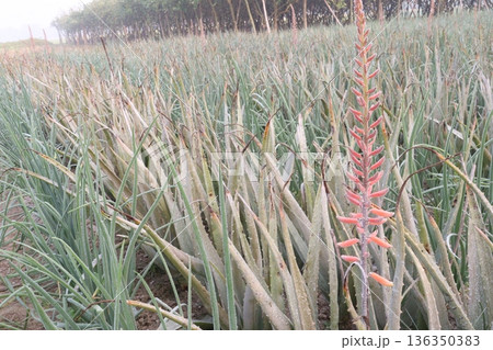 aloe vera leaf and onion plant on farm for harvest aloe vera leaf and onion plant on farm for harvest 136350383