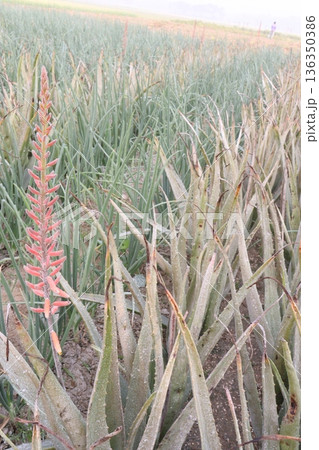 aloe vera leaf and onion plant on farm for harvest 136350386