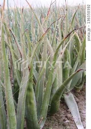 aloe vera leaf and onion plant on farm for harvest 136350392